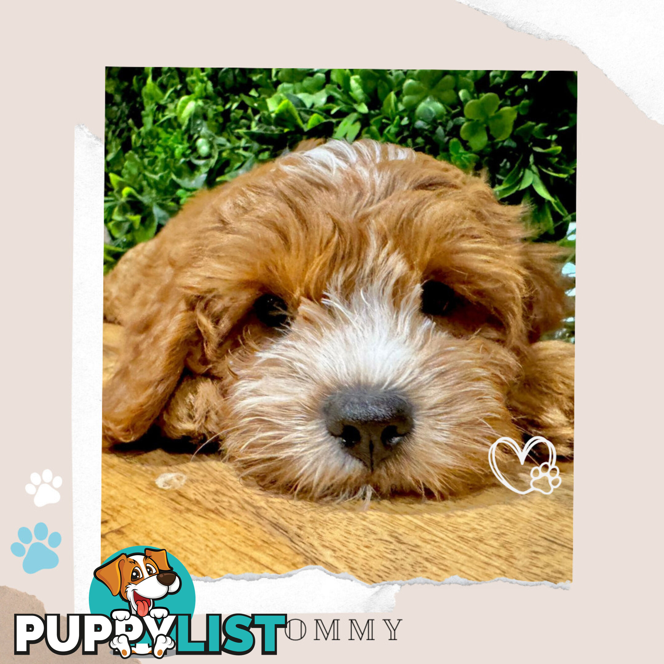 1st Gen Toy Cavoodle Pups DNA Clear, Available Boronia VIC 3155