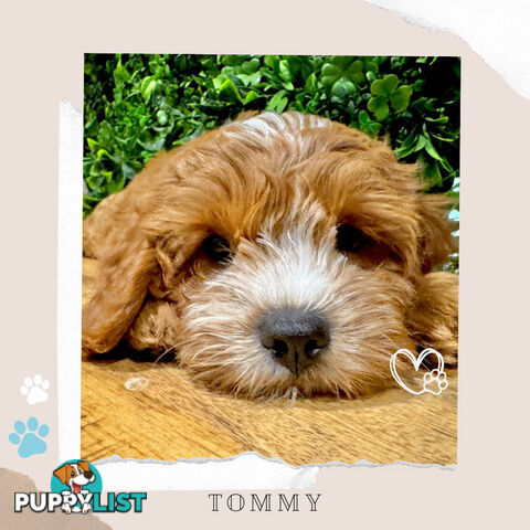 1st Gen Toy Cavoodle Pups DNA Clear, Available Boronia VIC 3155