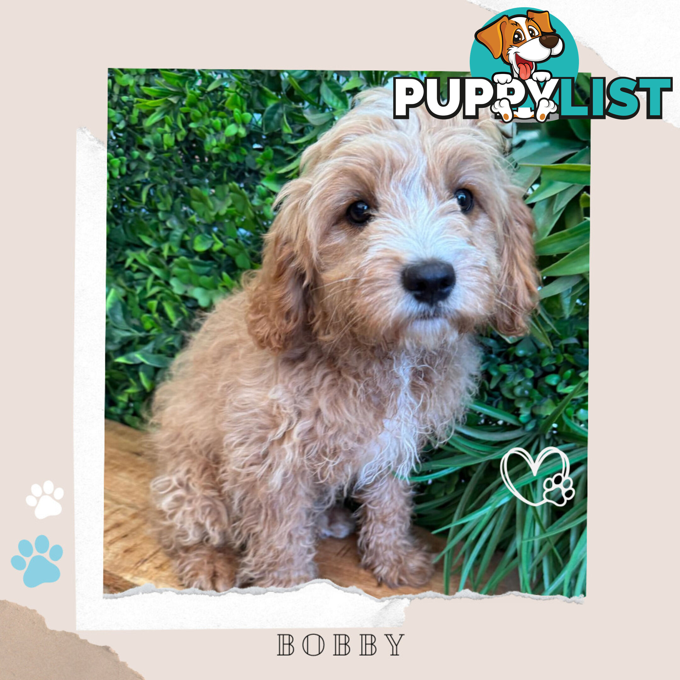 1st Gen Toy Cavoodle Pups DNA Clear, Available Boronia VIC 3155