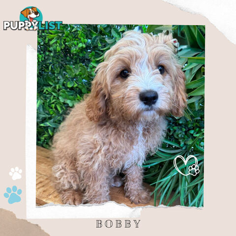 1st Gen Toy Cavoodle Pups DNA Clear, Available Boronia VIC 3155