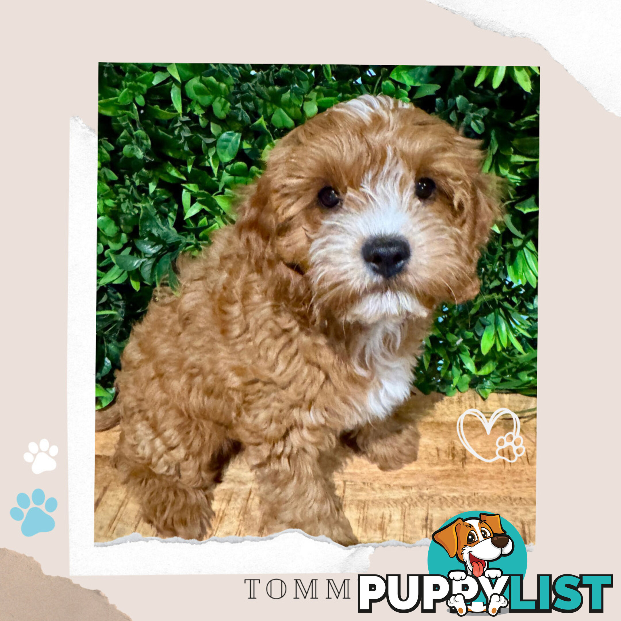 1st Gen Toy Cavoodle Pups DNA Clear, Available Boronia VIC 3155