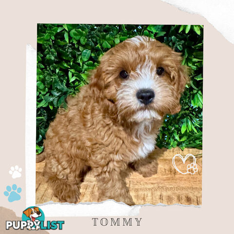 1st Gen Toy Cavoodle Pups DNA Clear, Available Boronia VIC 3155