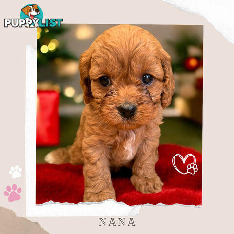 1st Gen Toy Cavoodle Pups - Available Now - Boronia VIC 3155