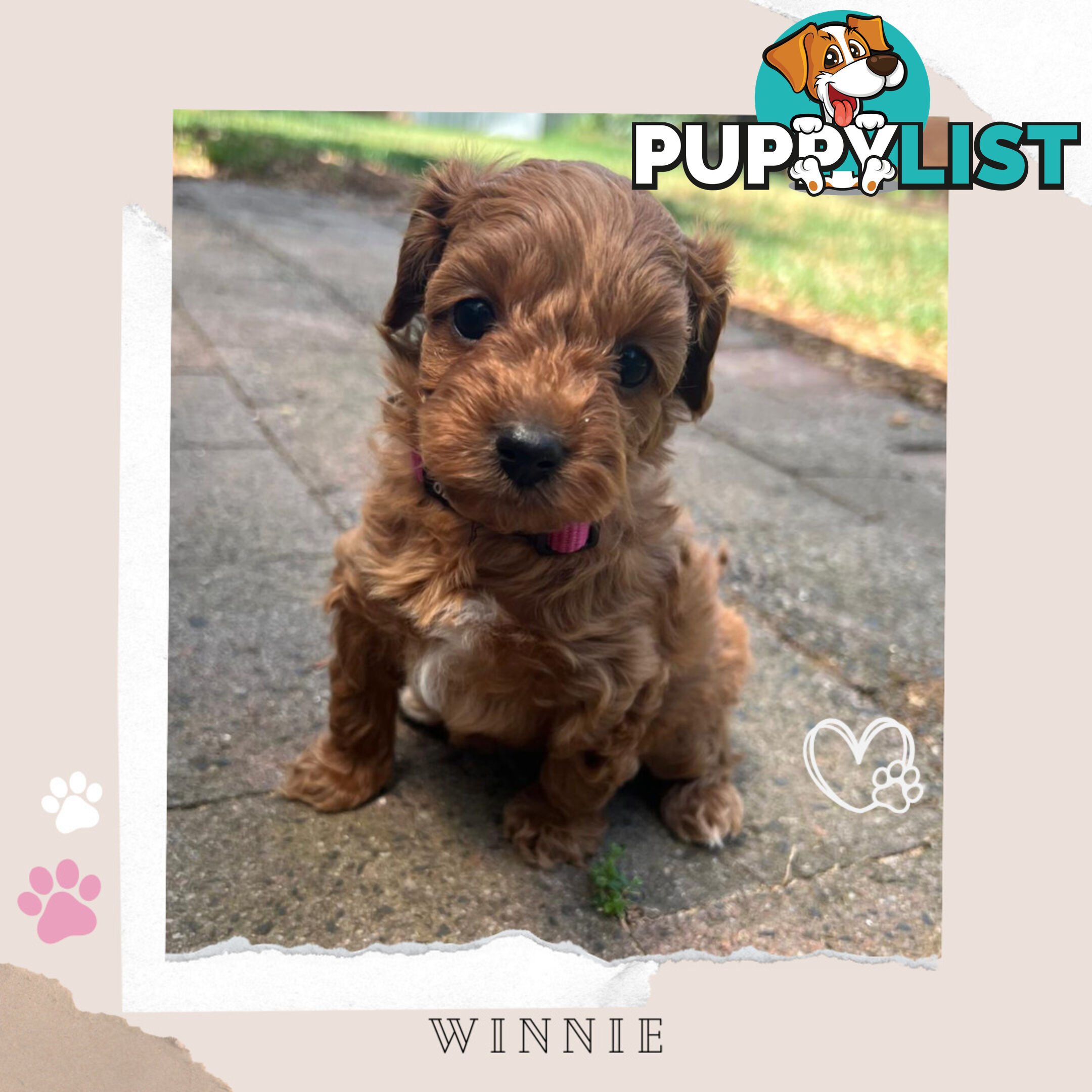 Beautiful F1B Toy Cavoodle Pups - Available Now - 