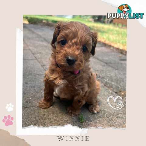 Beautiful F1B Toy Cavoodle Pups - Available Now - 