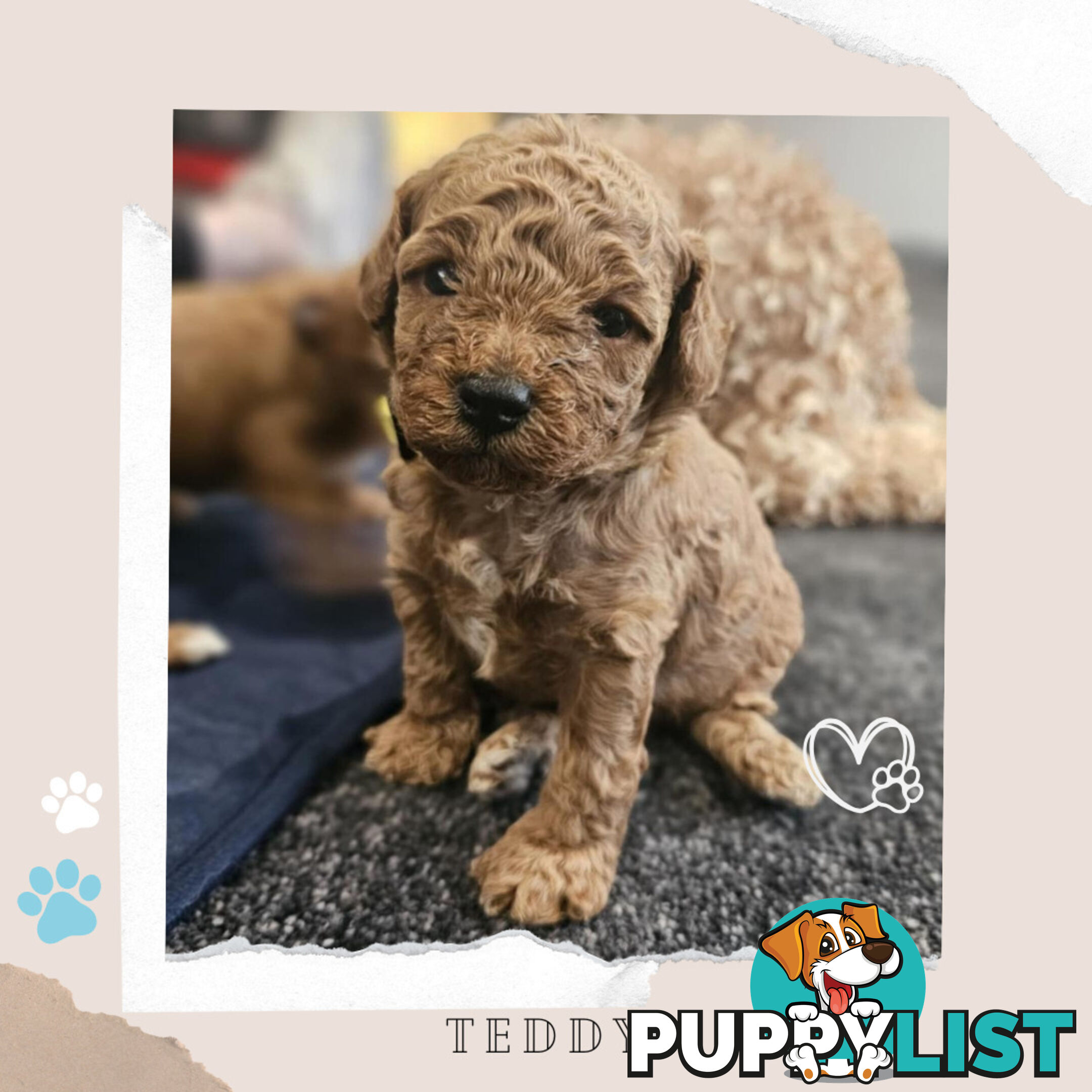 Beautiful F1B Toy Cavoodle Pups - Available Now - 