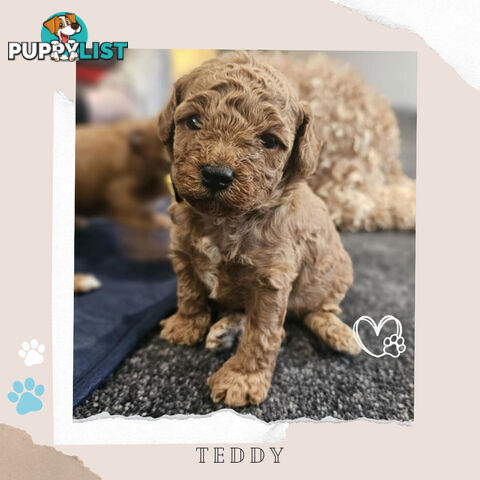 Beautiful F1B Toy Cavoodle Pups - Available Now - 