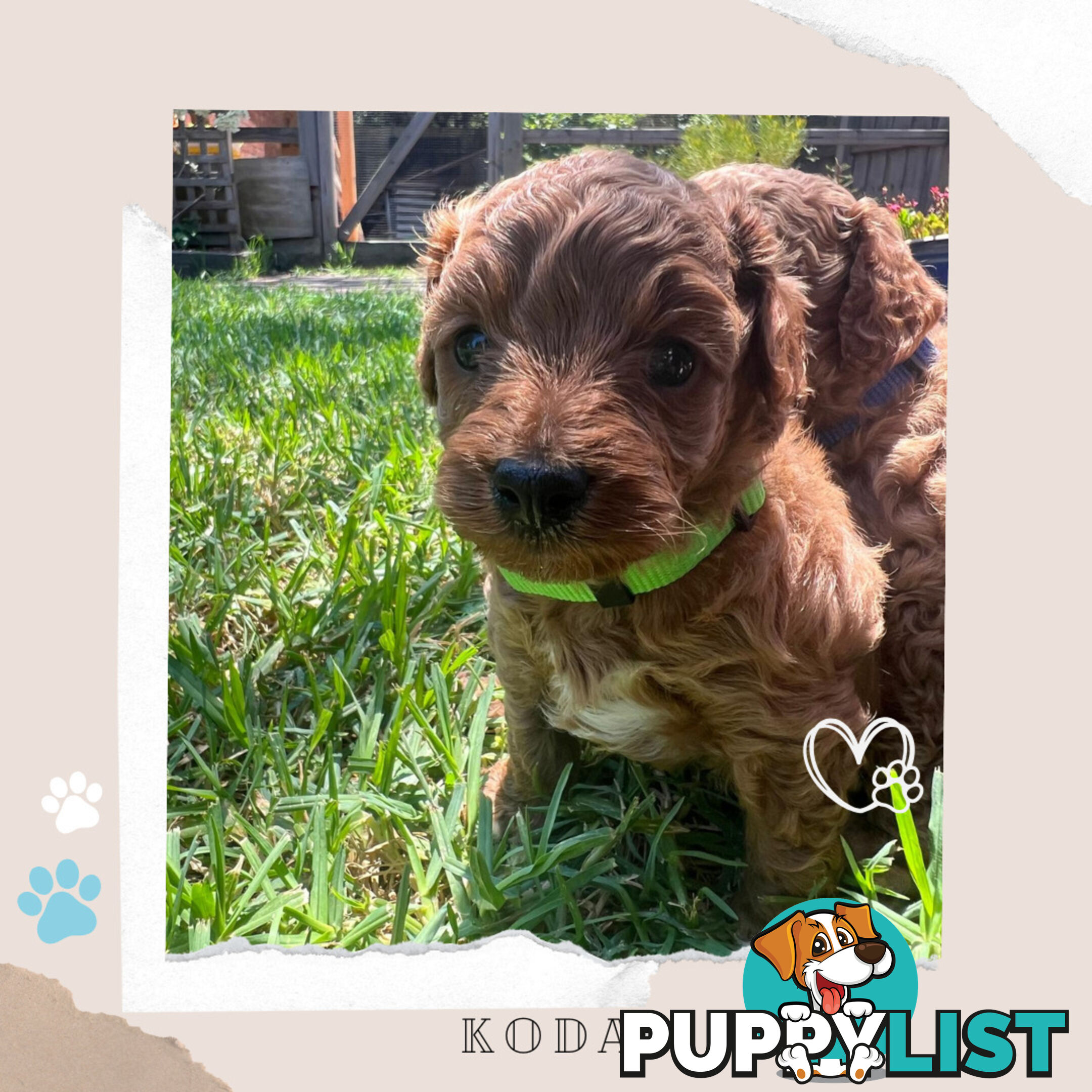 Beautiful F1B Toy Cavoodle Pups - Available Now - 