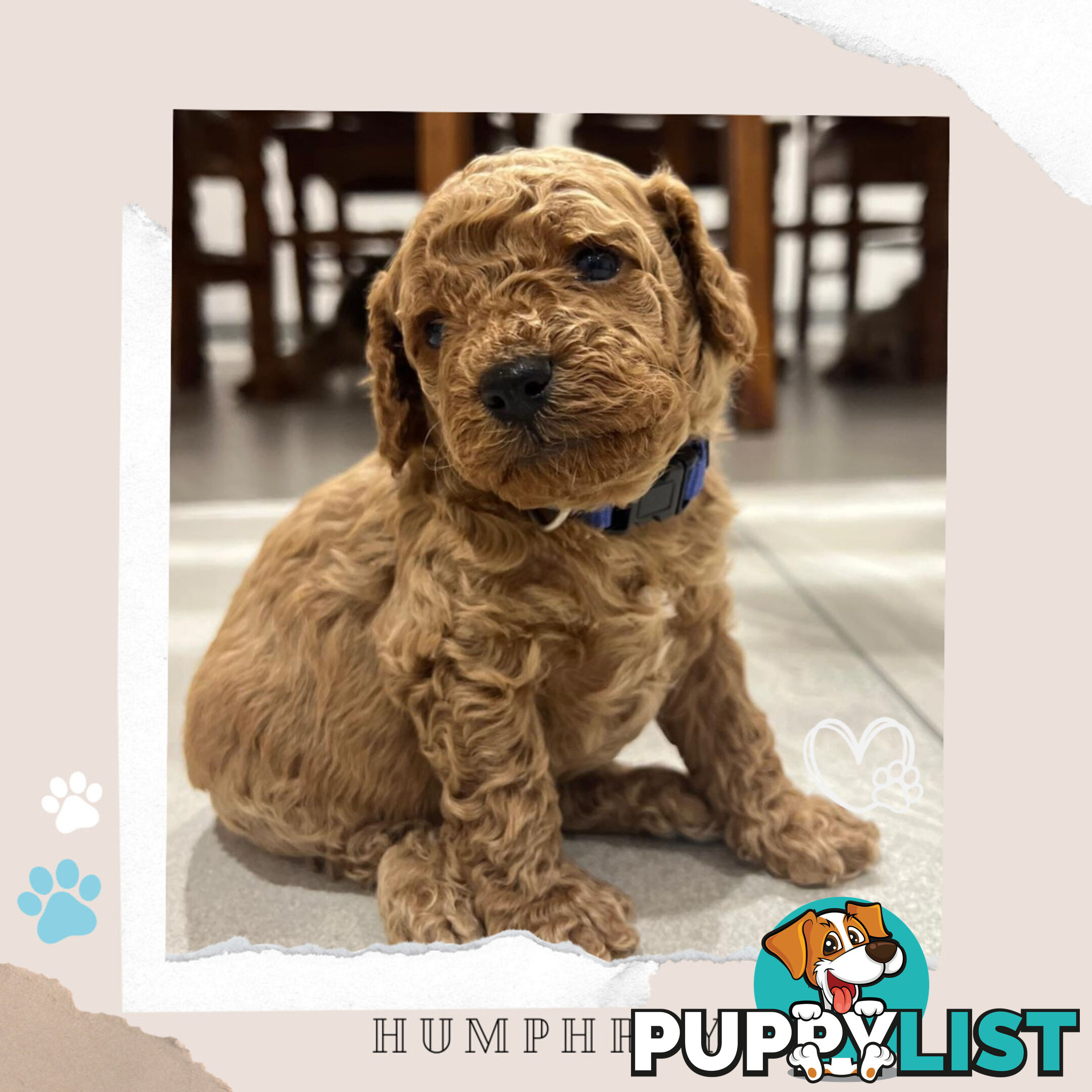 Beautiful F1B Toy Cavoodle Pups - Available Now - 