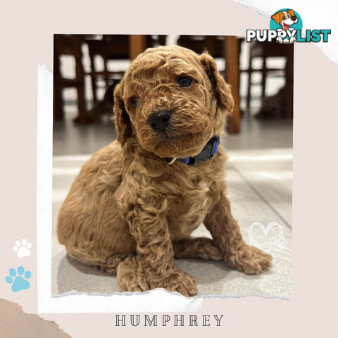 Beautiful F1B Toy Cavoodle Pups - Available Now - 