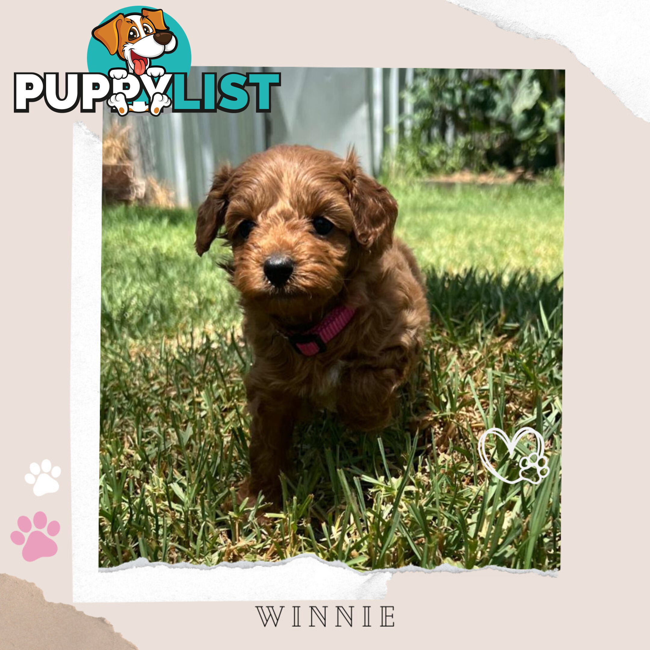 Beautiful F1B Toy Cavoodle Pups - Available Now - 