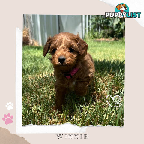 Beautiful F1B Toy Cavoodle Pups - Available Now - 