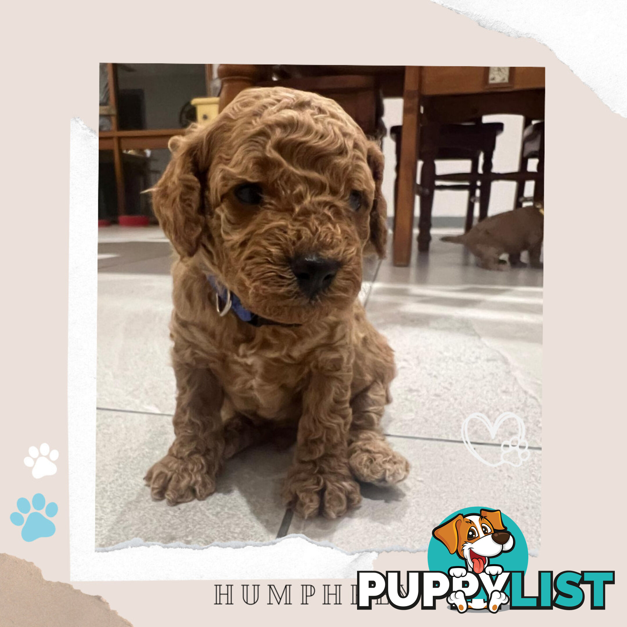 Beautiful F1B Toy Cavoodle Pups - Available Now - 