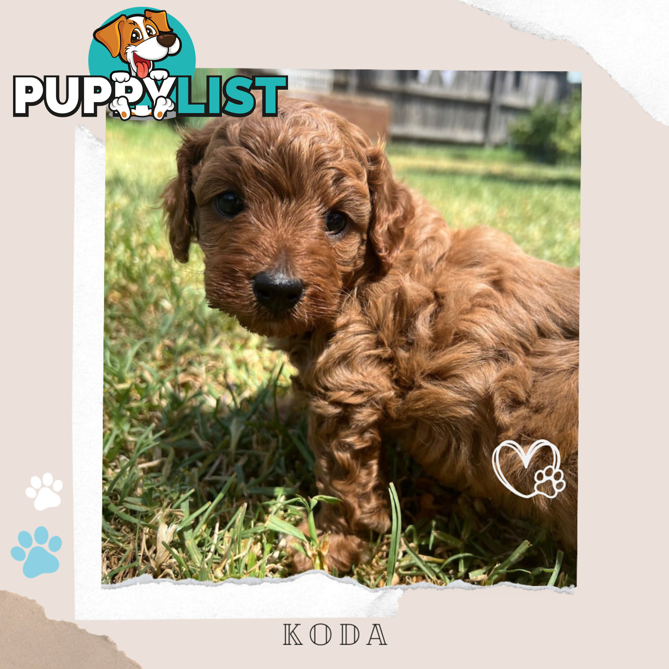 Beautiful F1B Toy Cavoodle Pups - Available Now - 