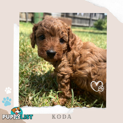 Beautiful F1B Toy Cavoodle Pups - Available Now - 