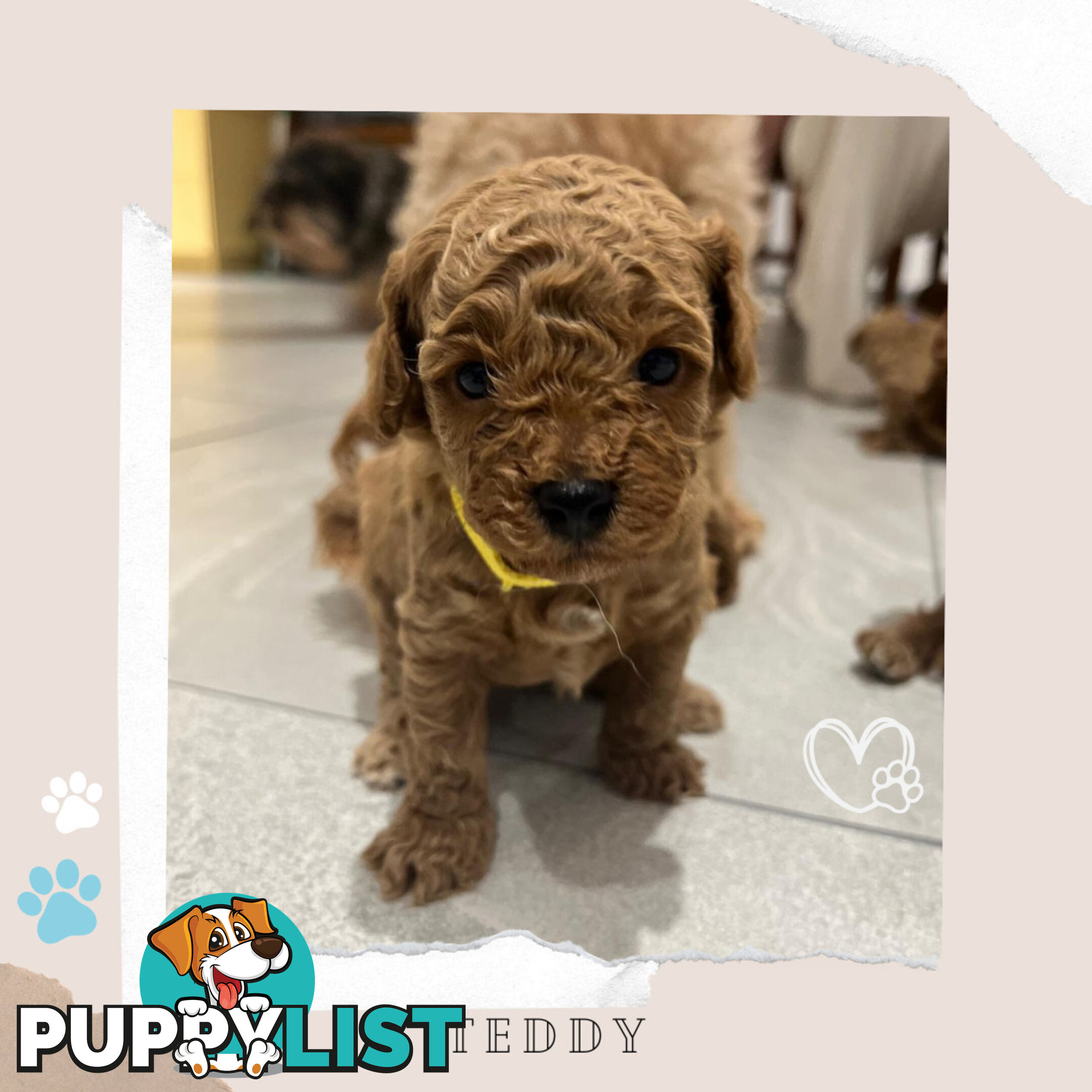 Beautiful F1B Toy Cavoodle Pups - Available Now - 