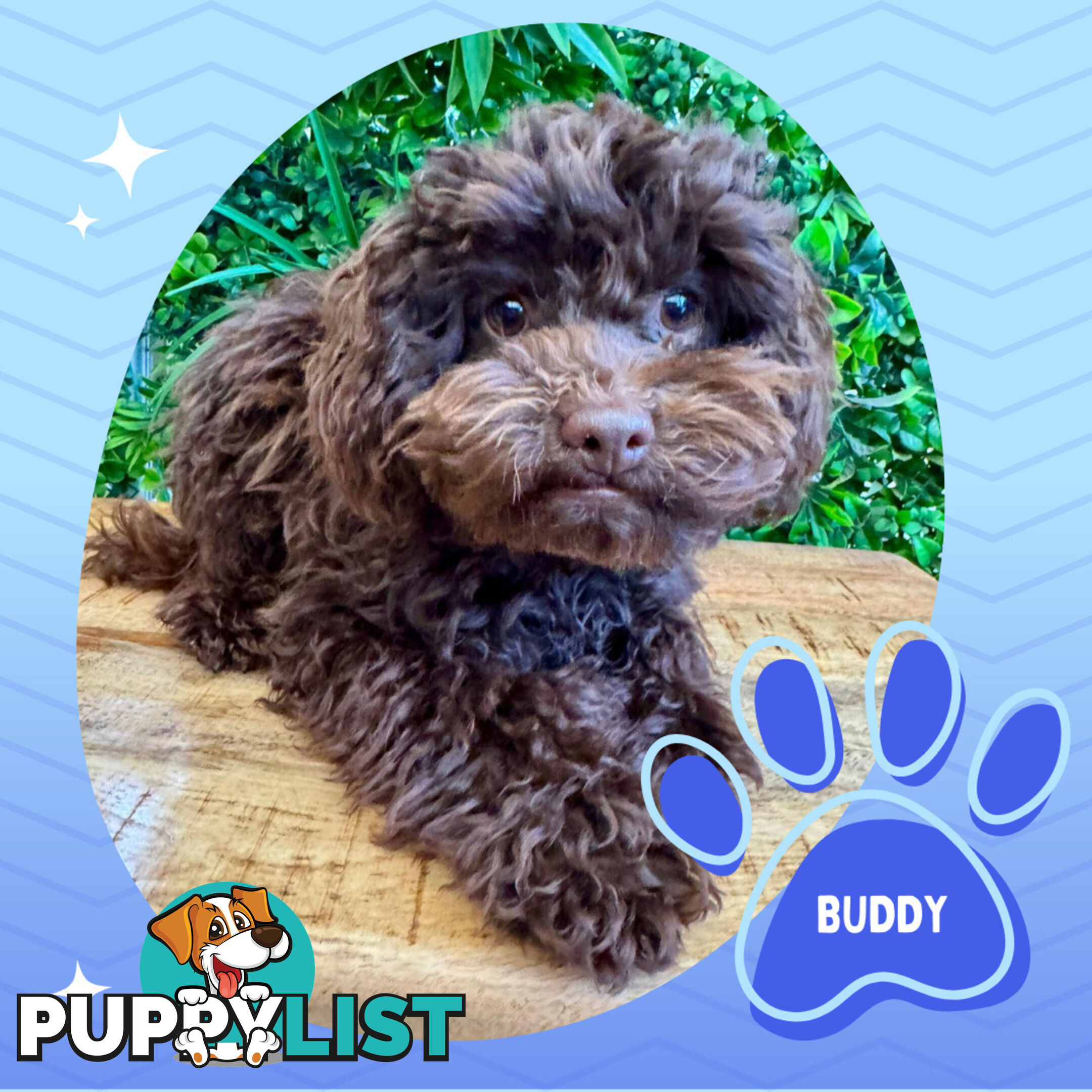 Teacup F1b Cavoodle Puppy - Available Now - Mooroolbark VIC 3138