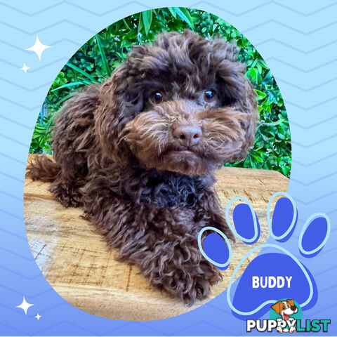 Teacup F1b Cavoodle Puppy - Available Now - Mooroolbark VIC 3138