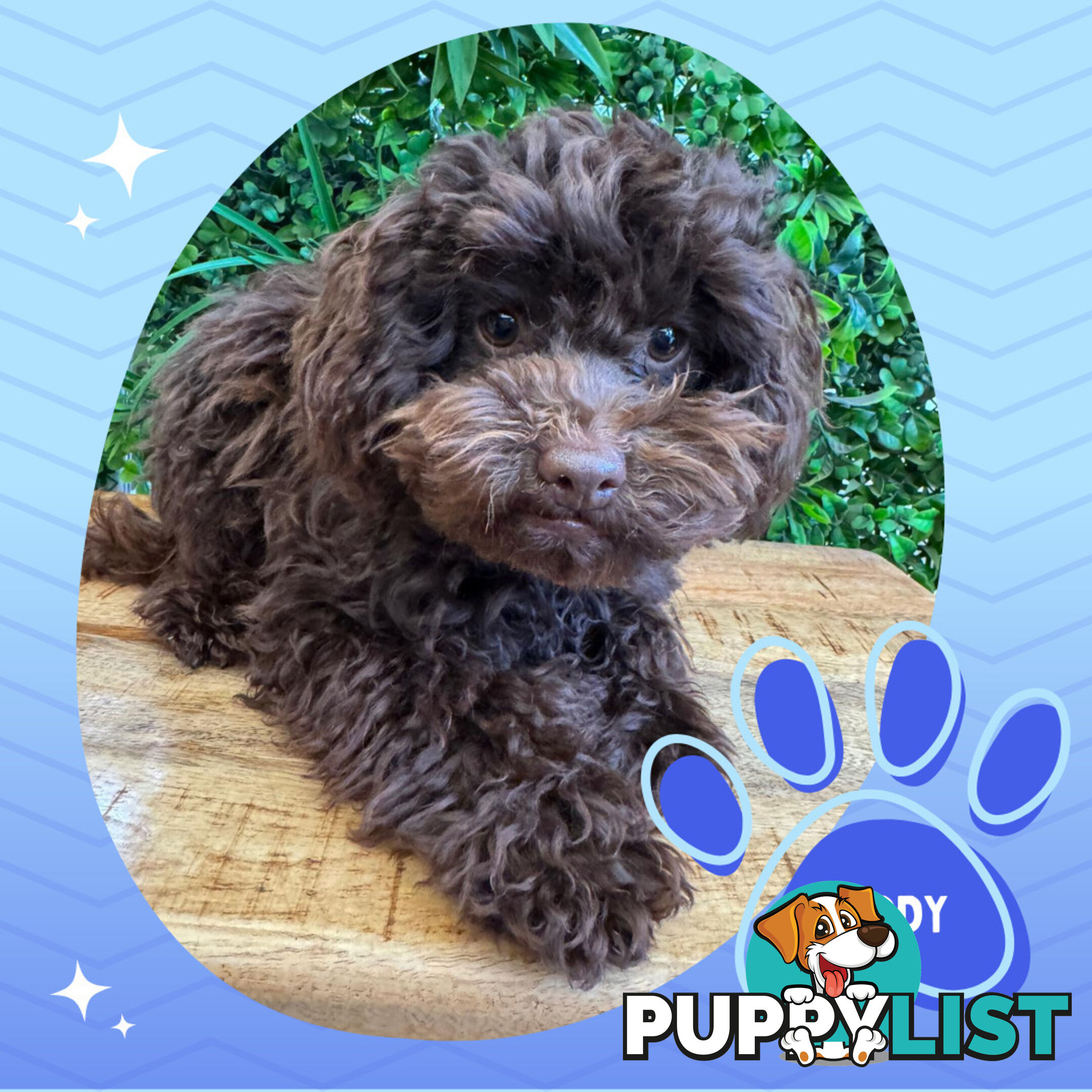 Teacup F1b Cavoodle Puppy - Available Now - Mooroolbark VIC 3138