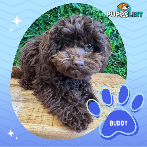 Teacup F1b Cavoodle Puppy - Available Now - Mooroolbark VIC 3138