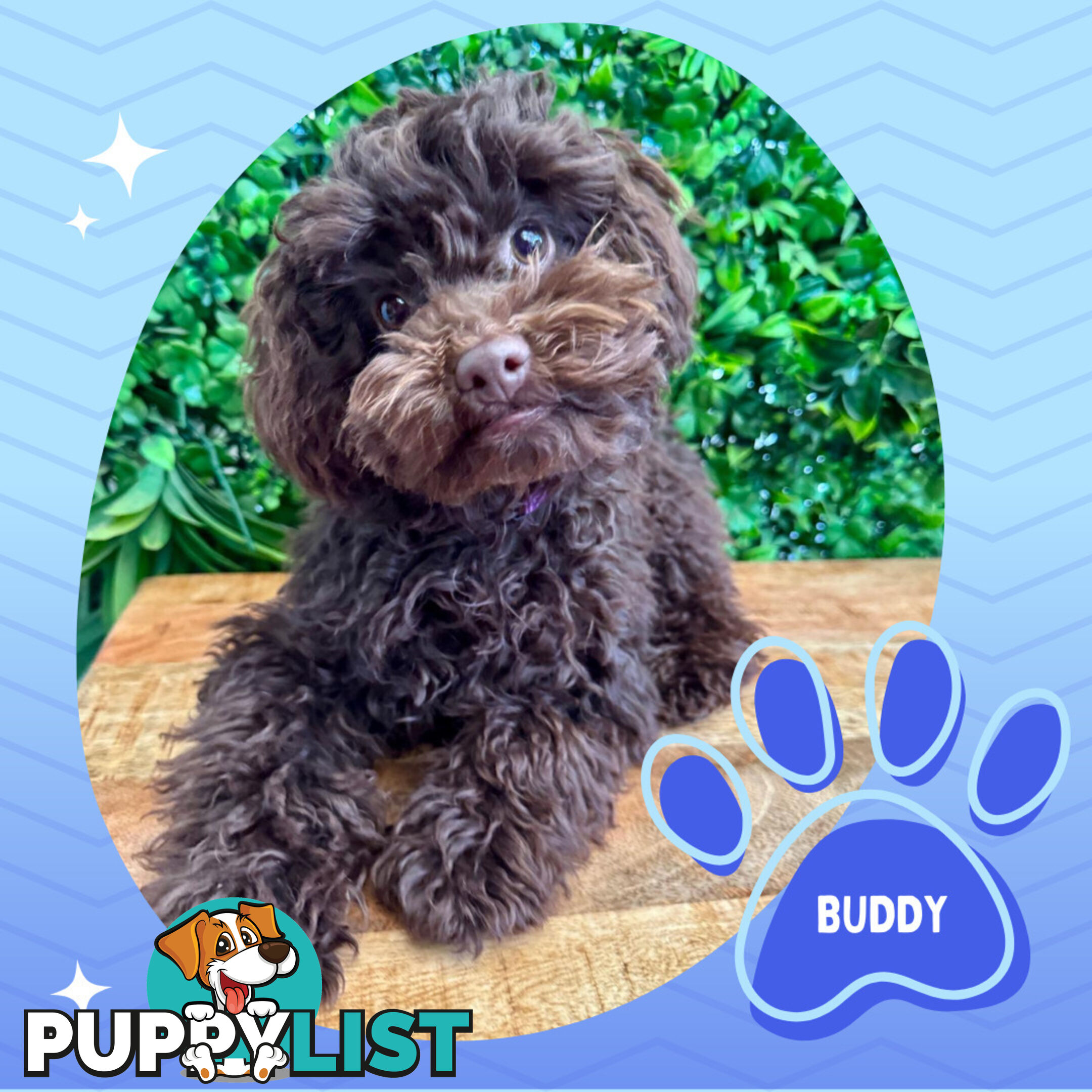 Teacup F1b Cavoodle Puppy - Available Now - Mooroolbark VIC 3138
