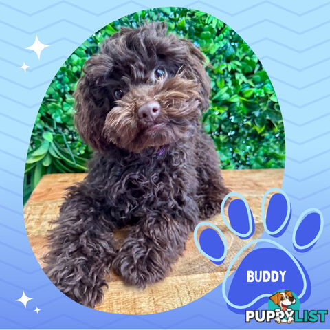 Teacup F1b Cavoodle Puppy - Available Now - Mooroolbark VIC 3138