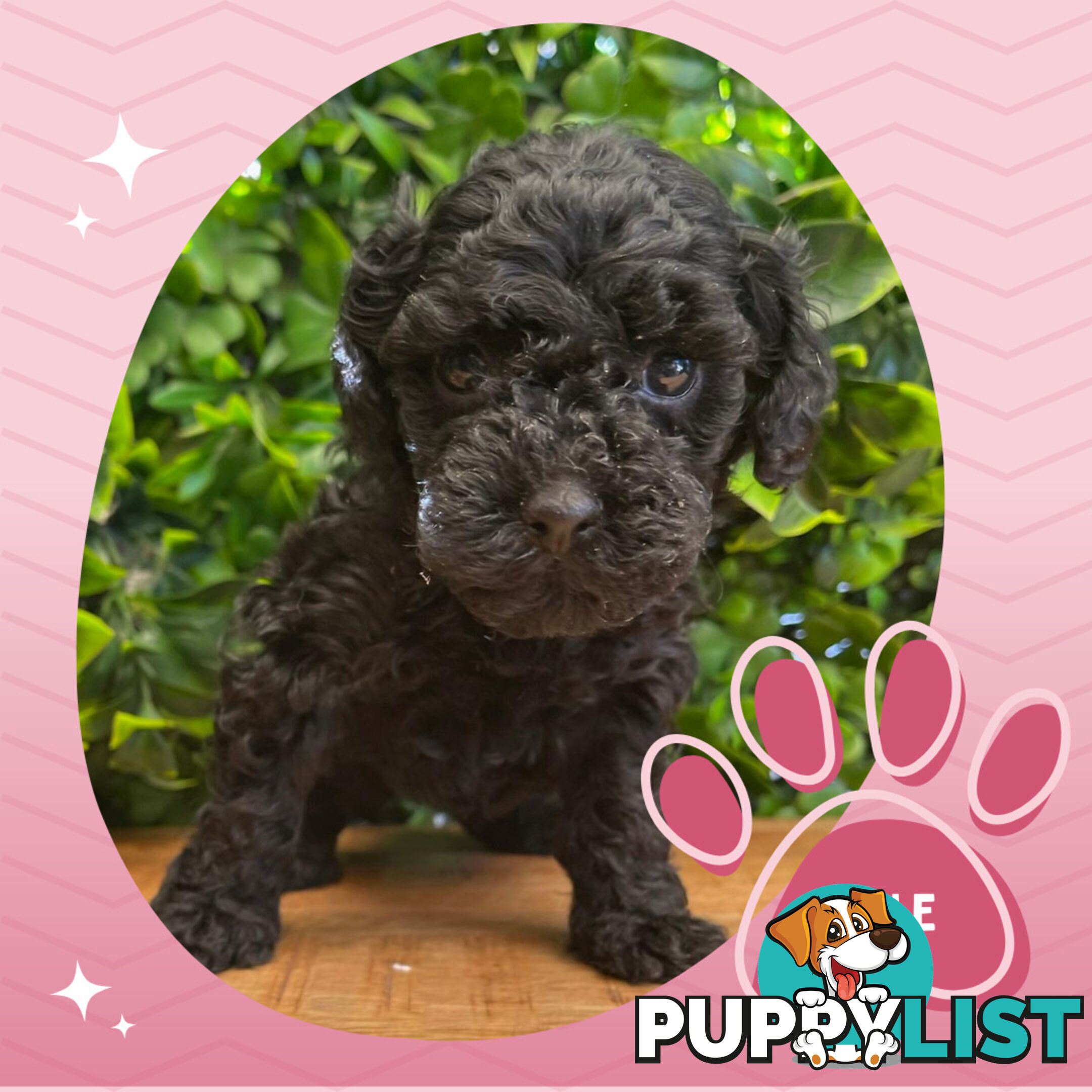 Teacup F1b Cavoodle Puppy - Available Now - Mooroolbark VIC 3138