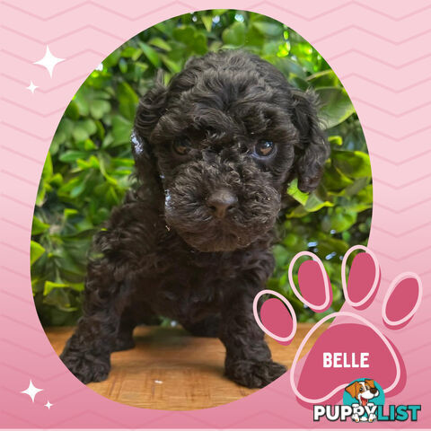 Teacup F1b Cavoodle Puppy - Available Now - Mooroolbark VIC 3138