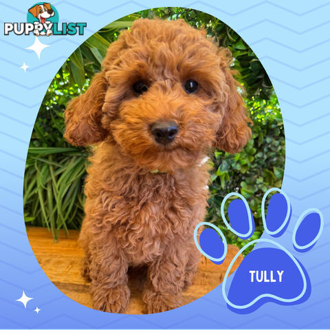 F1B Toy Cavoodle Puppies - DNA CLEAR - Located in Croydon Hills VIC 3136