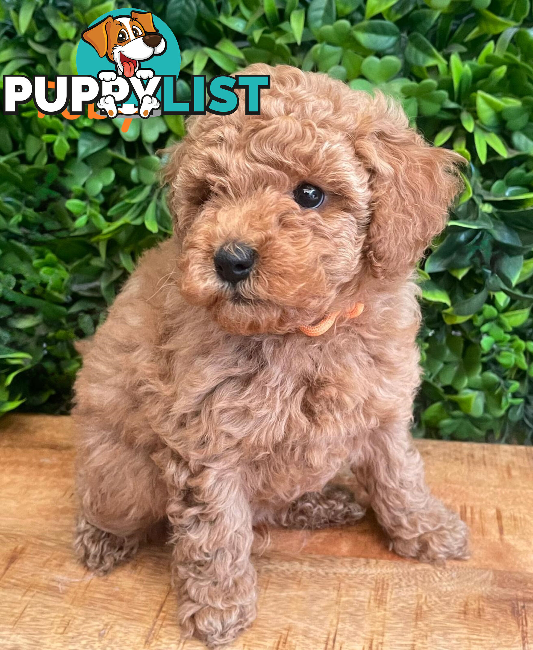 F1B Toy Cavoodle Puppies - DNA CLEAR - Located in Croydon Hills VIC 3136