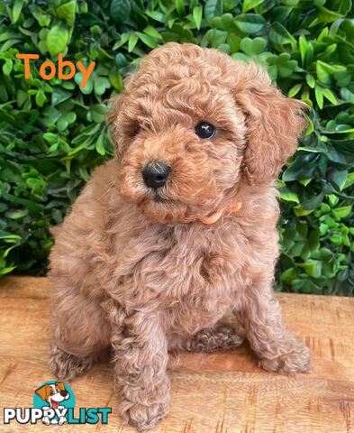 F1B Toy Cavoodle Puppies - DNA CLEAR - Located in Croydon Hills VIC 3136