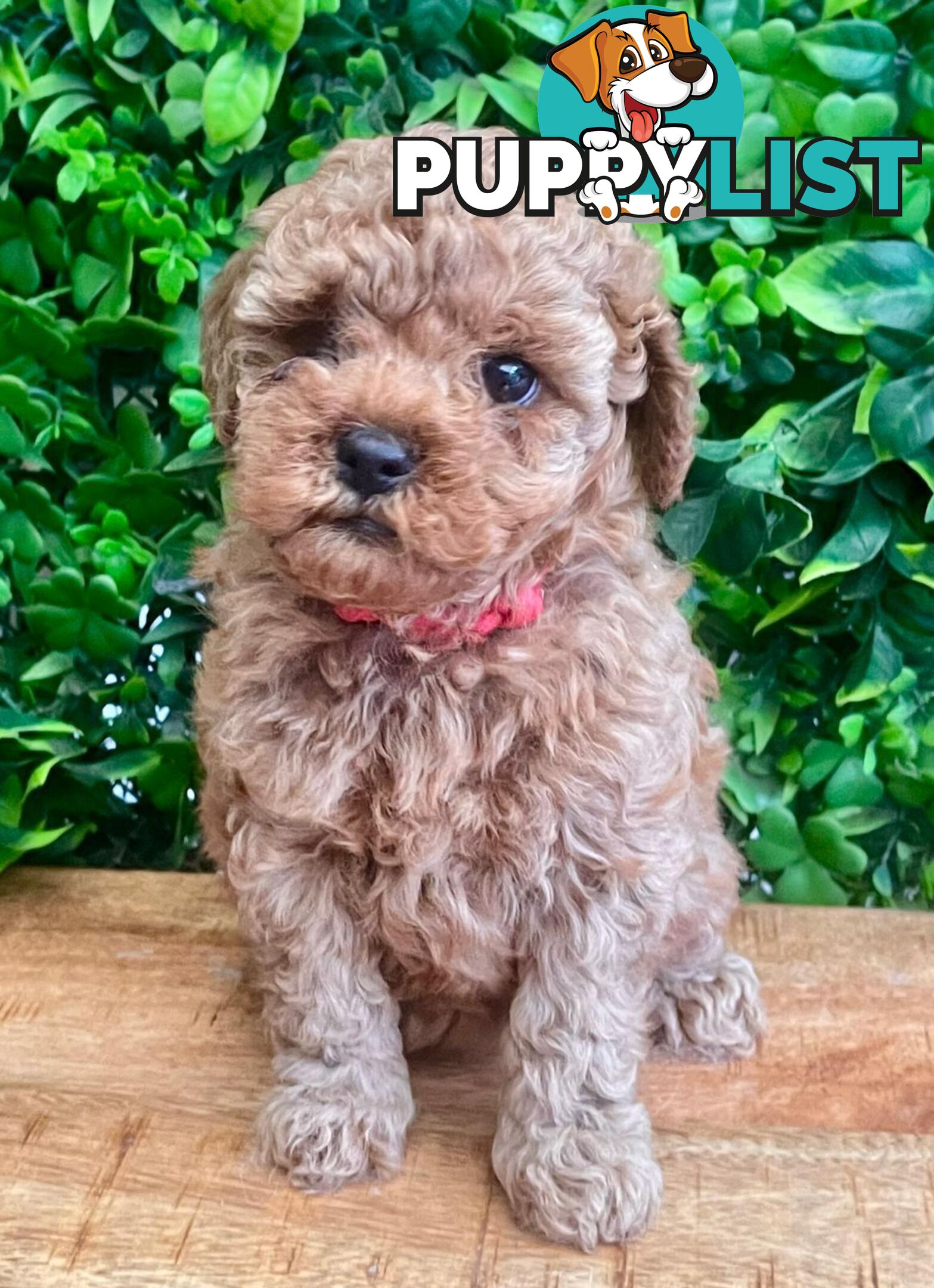 F1B Toy Cavoodle Puppies - DNA CLEAR - Located in Croydon Hills VIC 3136