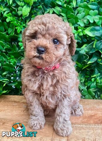 F1B Toy Cavoodle Puppies - DNA CLEAR - Located in Croydon Hills VIC 3136