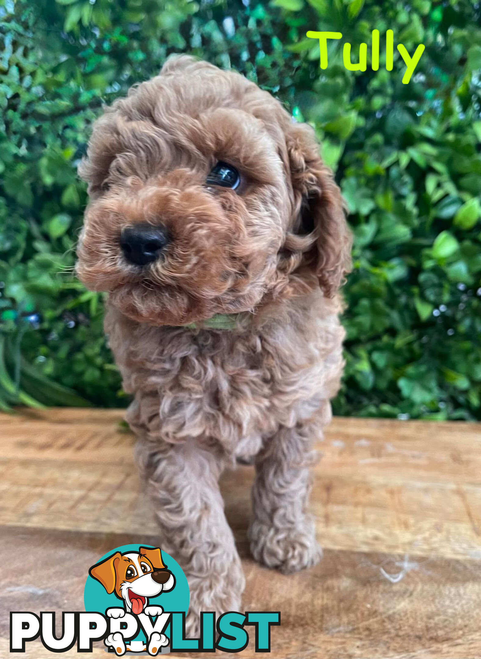 F1B Toy Cavoodle Puppies - DNA CLEAR - Located in Croydon Hills VIC 3136