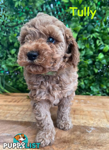 F1B Toy Cavoodle Puppies - DNA CLEAR - Located in Croydon Hills VIC 3136