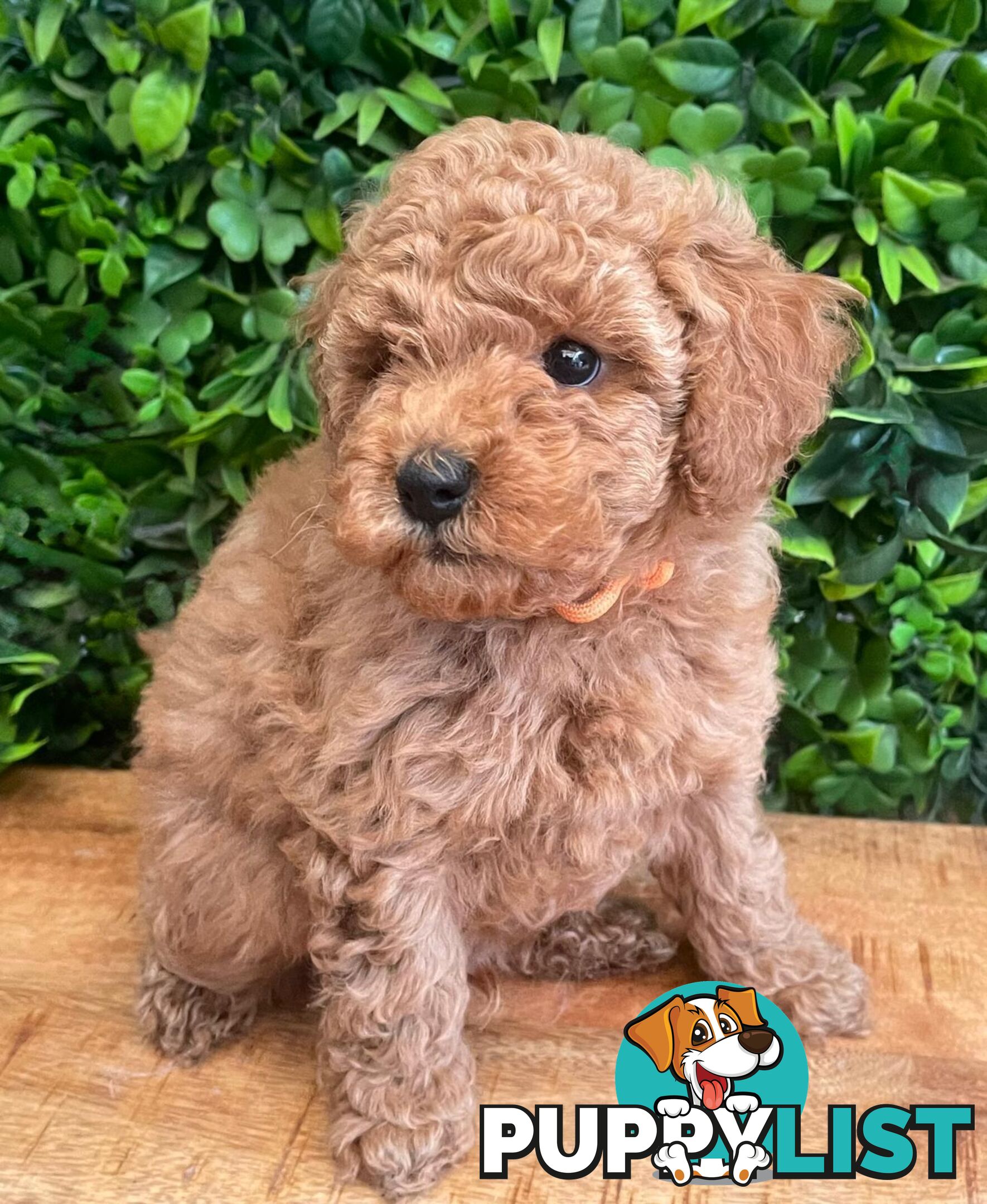 F1B Toy Cavoodle Puppies - DNA CLEAR - Located in Croydon Hills VIC 3136