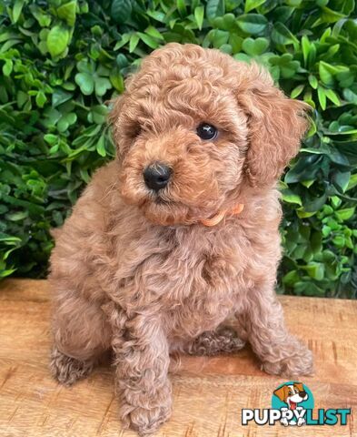 F1B Toy Cavoodle Puppies - DNA CLEAR - Located in Croydon Hills VIC 3136
