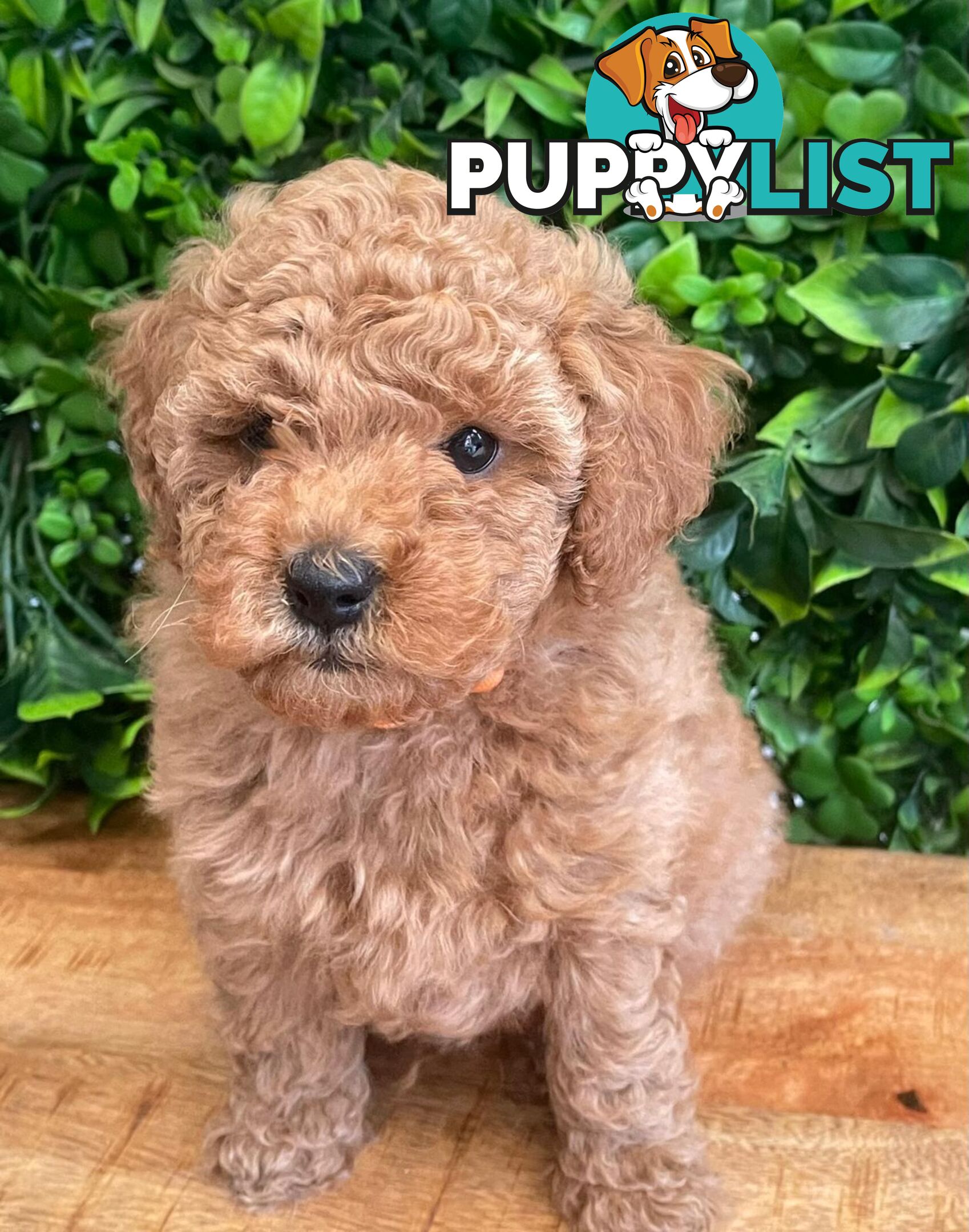 F1B Toy Cavoodle Puppies - DNA CLEAR - Located in Croydon Hills VIC 3136