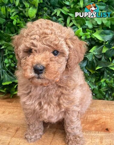 F1B Toy Cavoodle Puppies - DNA CLEAR - Located in Croydon Hills VIC 3136