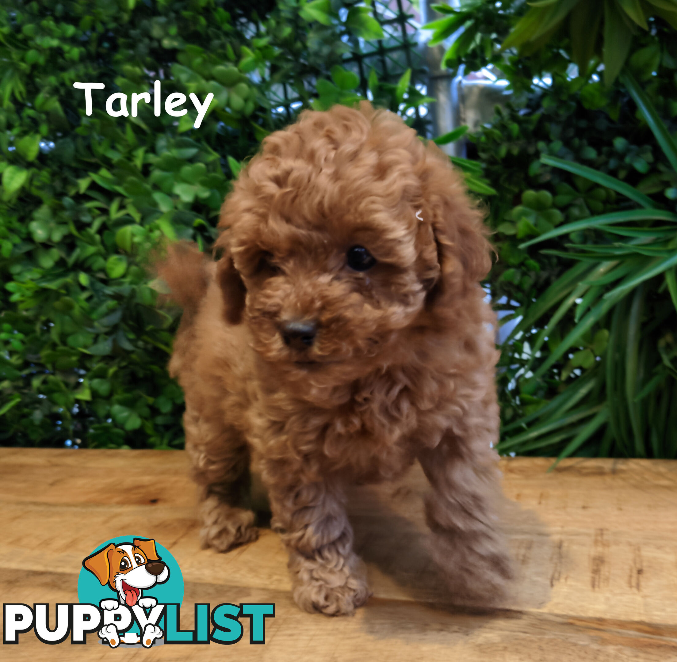 F1B Toy Cavoodle Puppies - DNA CLEAR - Located in Croydon Hills VIC 3136