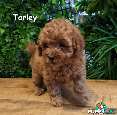 F1B Toy Cavoodle Puppies - DNA CLEAR - Located in Croydon Hills VIC 3136