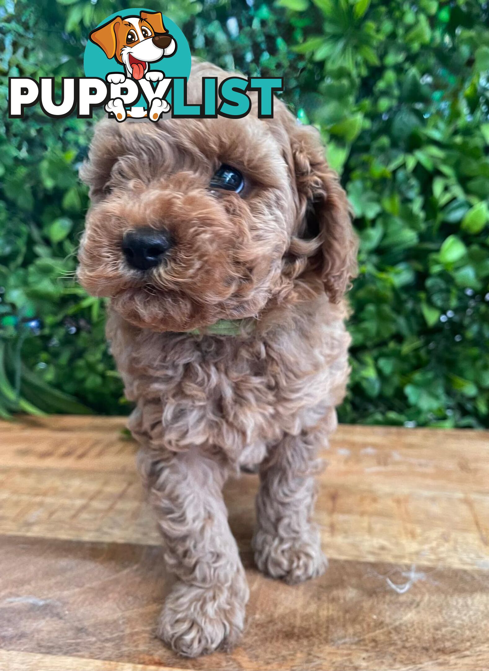 F1B Toy Cavoodle Puppies - DNA CLEAR - Located in Croydon Hills VIC 3136