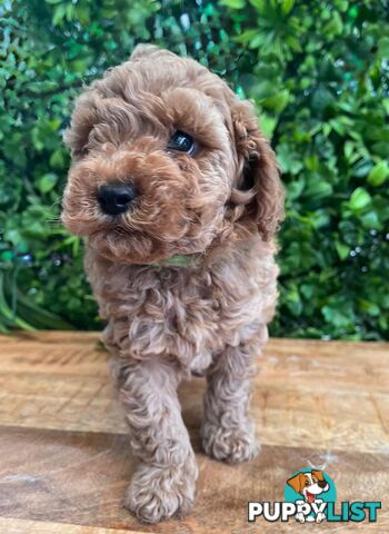 F1B Toy Cavoodle Puppies - DNA CLEAR - Located in Croydon Hills VIC 3136