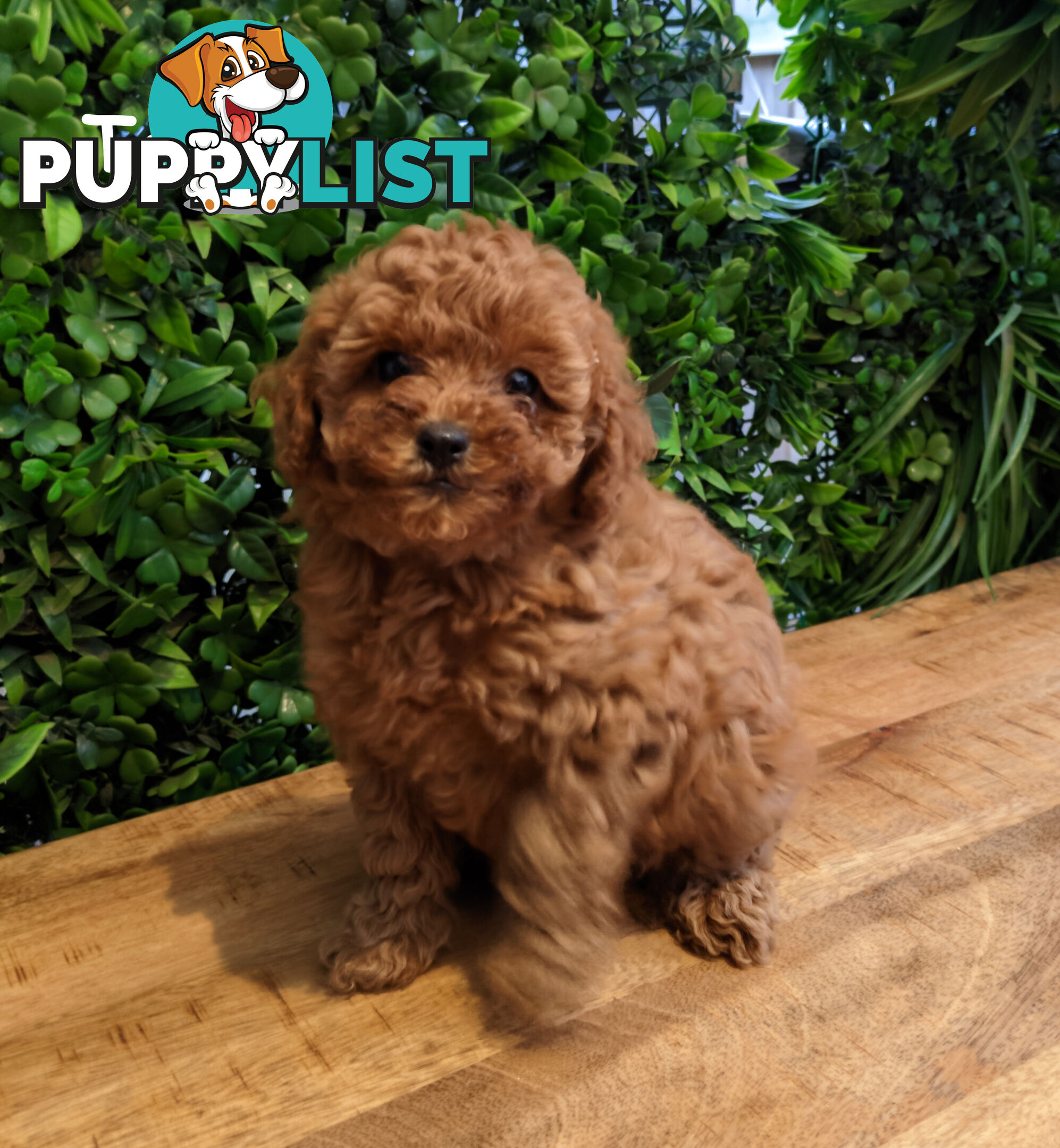 F1B Toy Cavoodle Puppies - DNA CLEAR - Located in Croydon Hills VIC 3136