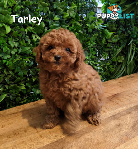F1B Toy Cavoodle Puppies - DNA CLEAR - Located in Croydon Hills VIC 3136