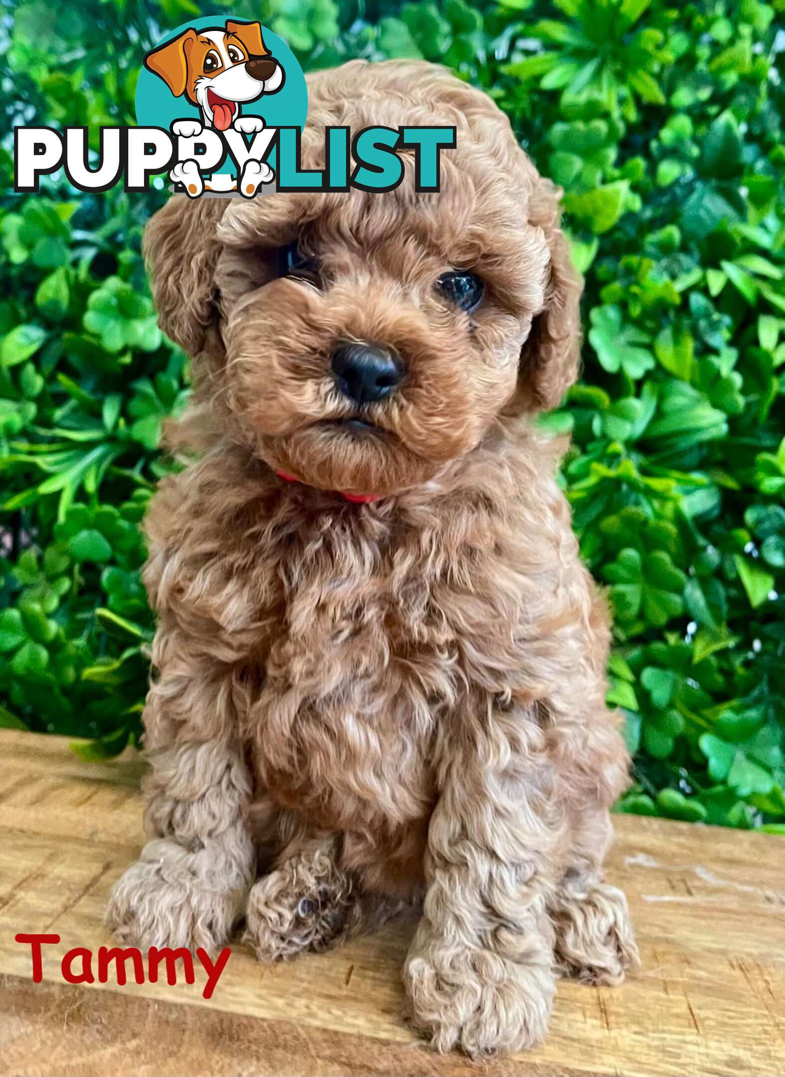 F1B Toy Cavoodle Puppies - DNA CLEAR - Located in Croydon Hills VIC 3136
