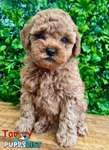 F1B Toy Cavoodle Puppies - DNA CLEAR - Located in Croydon Hills VIC 3136