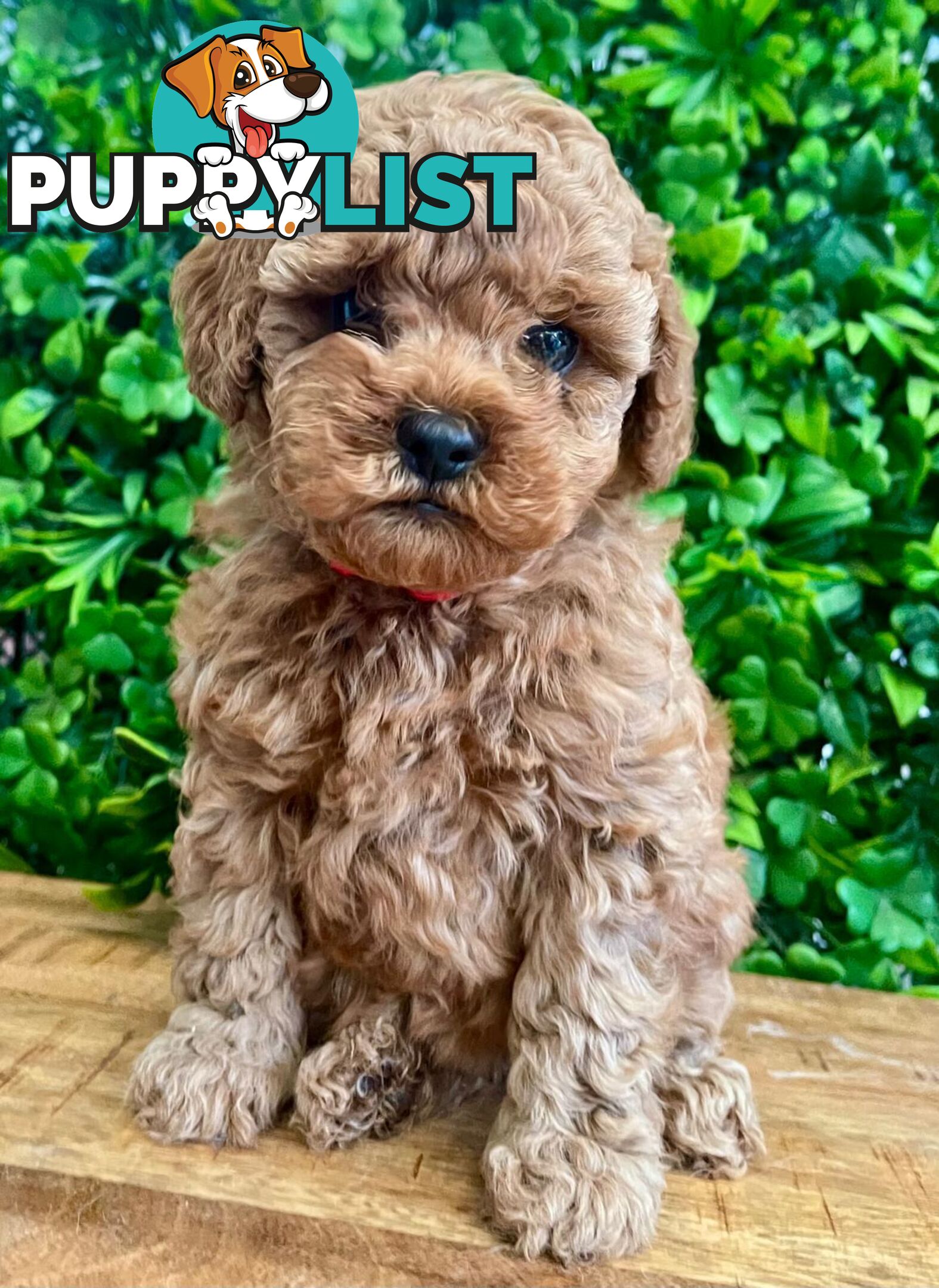 F1B Toy Cavoodle Puppies - DNA CLEAR - Located in Croydon Hills VIC 3136