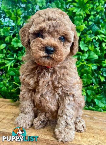 F1B Toy Cavoodle Puppies - DNA CLEAR - Located in Croydon Hills VIC 3136