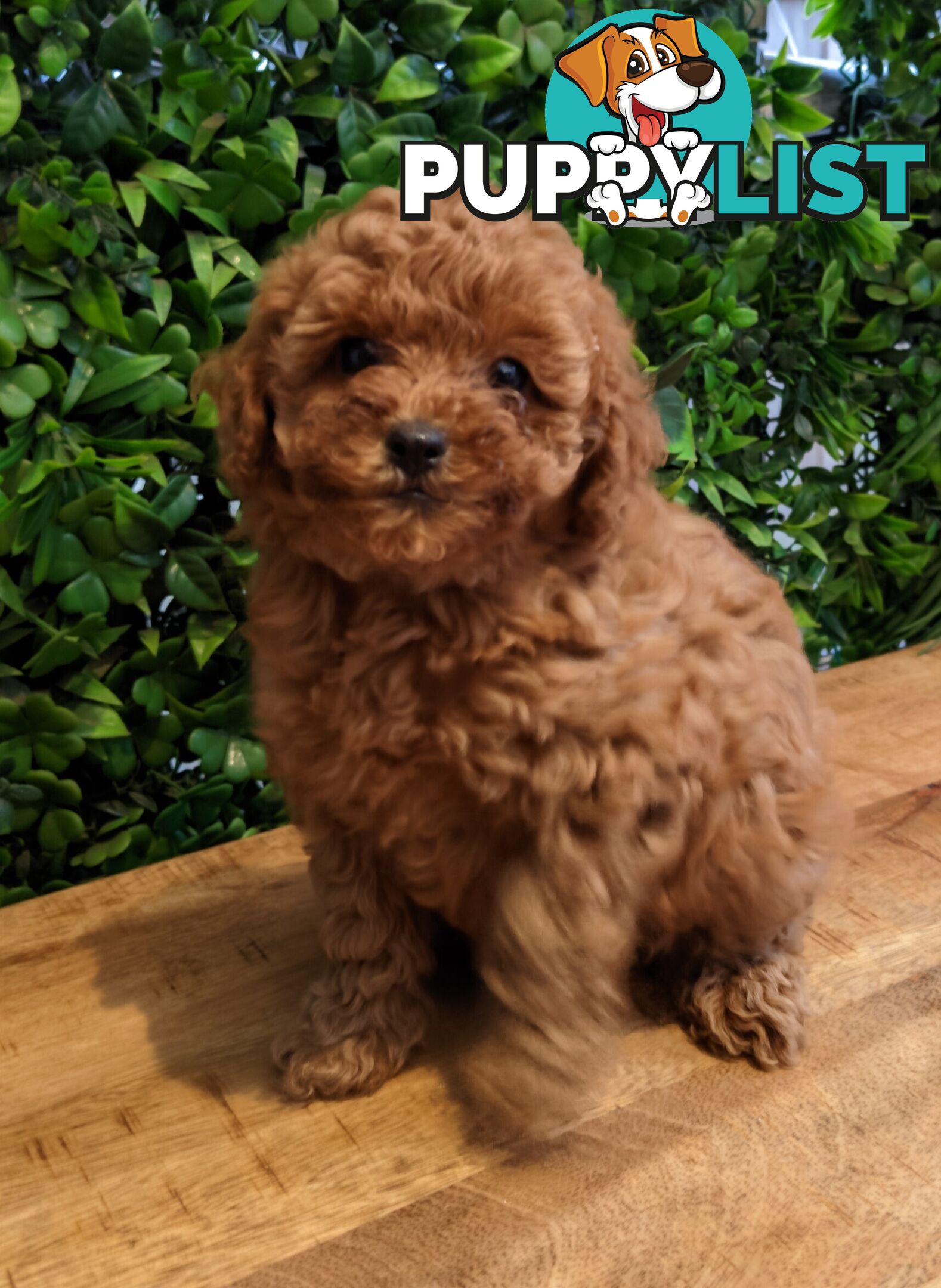 F1B Toy Cavoodle Puppies - DNA CLEAR - Located in Croydon Hills VIC 3136